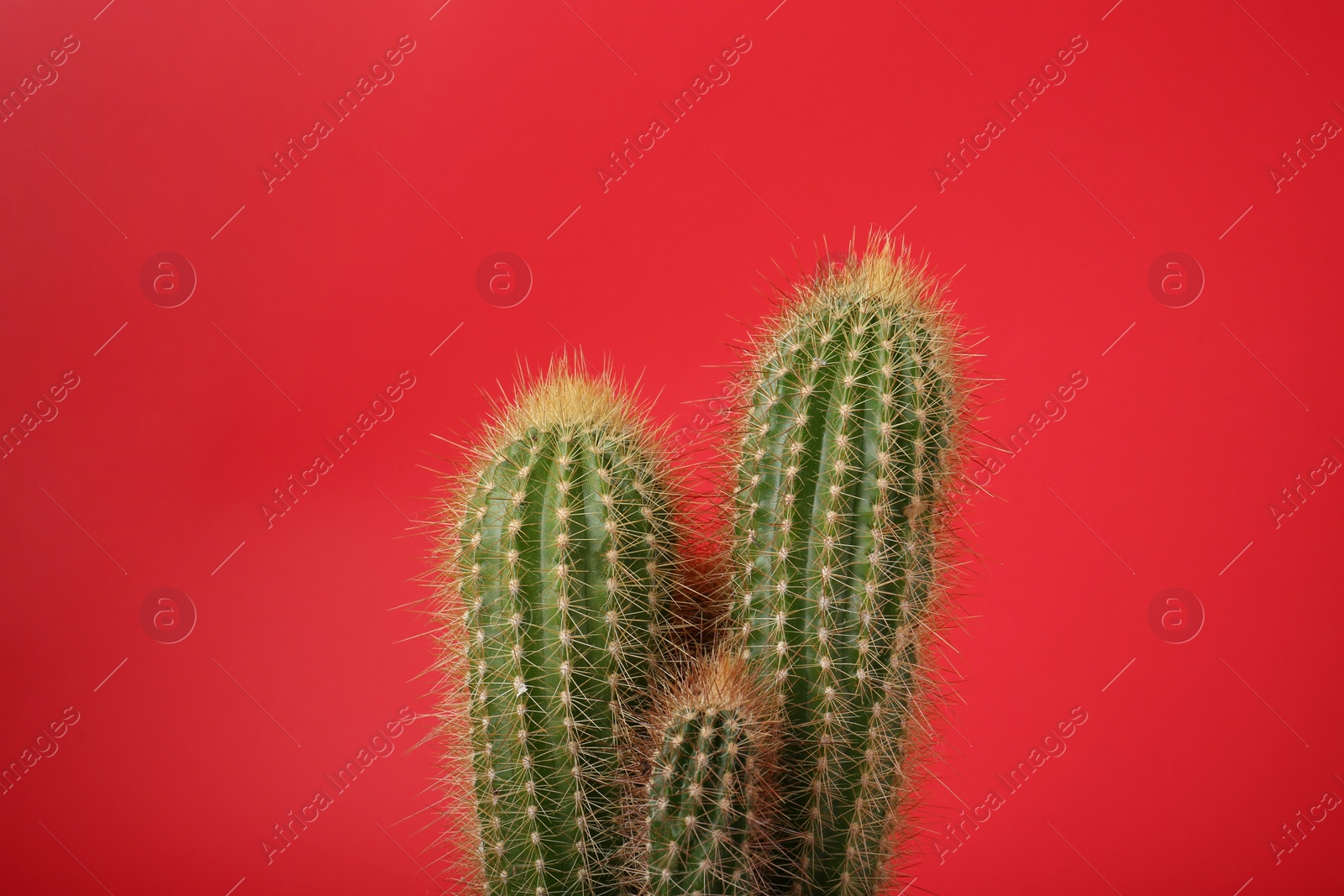 Photo of Beautiful green cactus on red background. Tropical plant