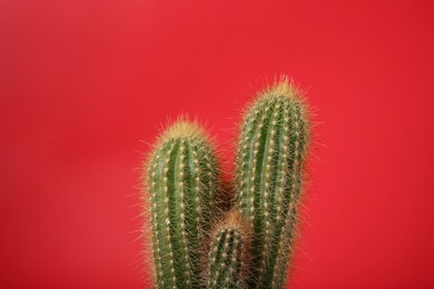 Photo of Beautiful green cactus on red background. Tropical plant