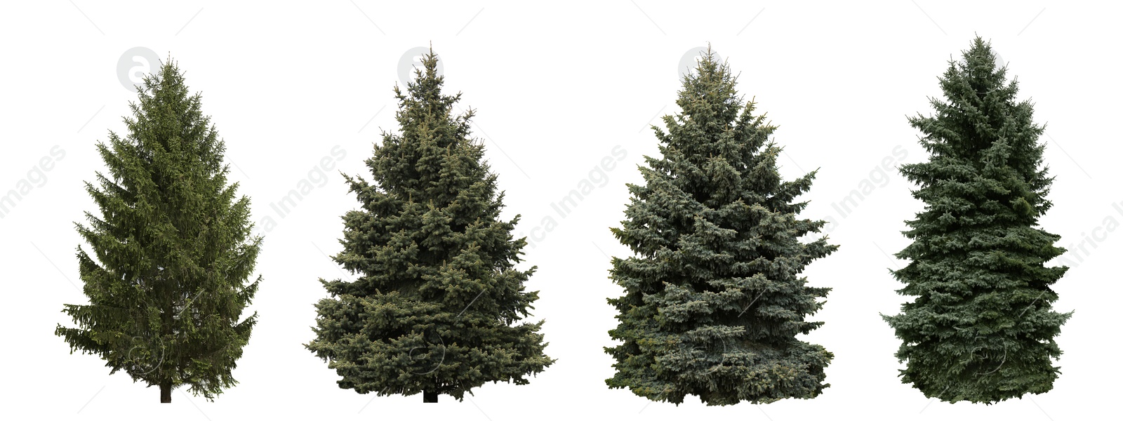 Image of Set with beautiful green coniferous trees on white background. Banner design