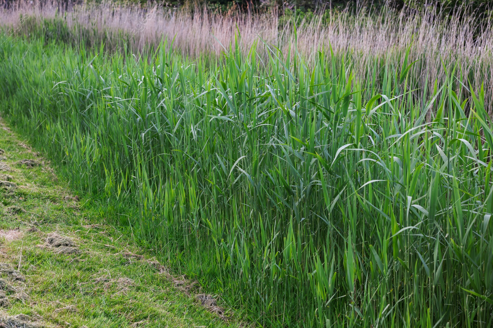 Photo of Beautiful view of green reed plants growing outdoors