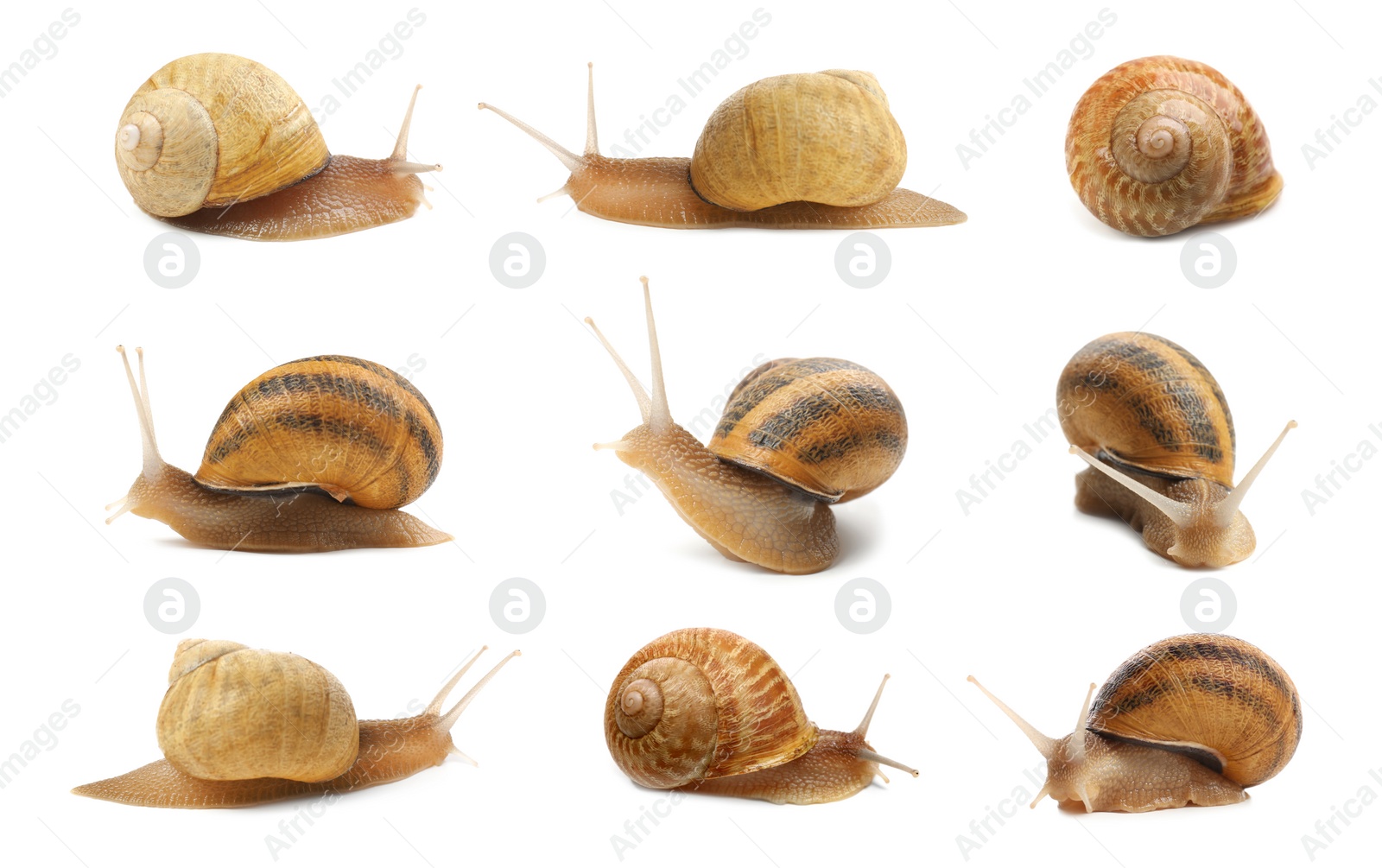 Image of Collection of common garden snails on white background