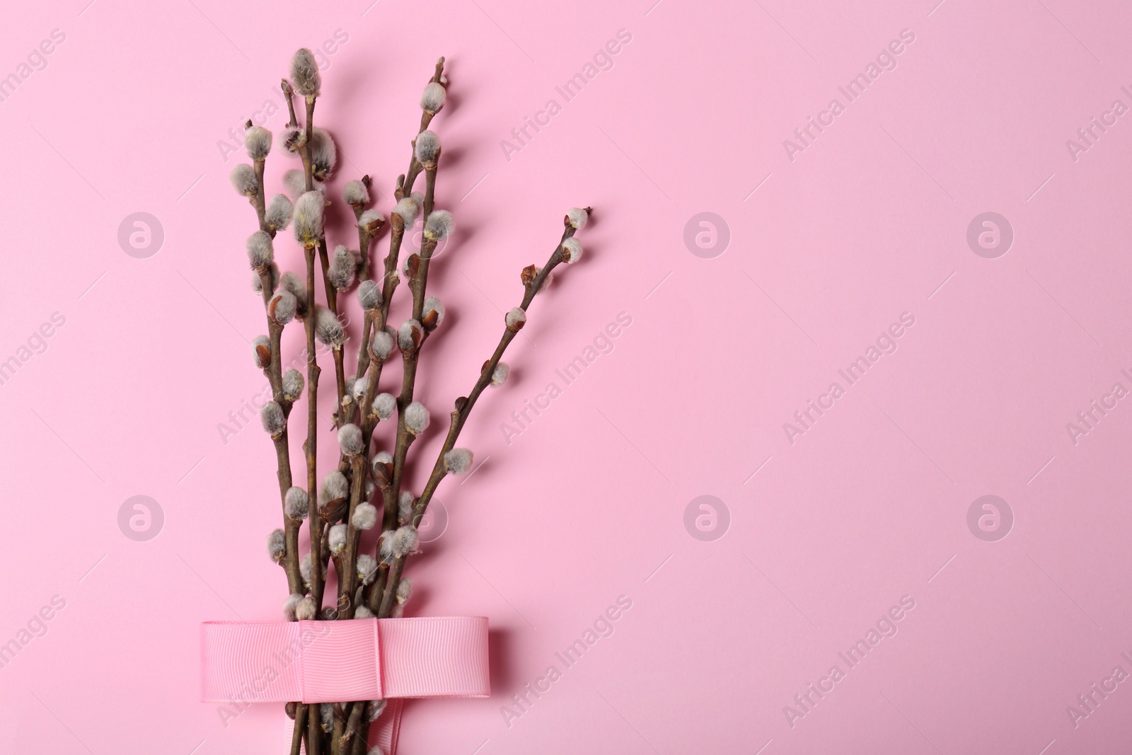 Photo of Beautiful blooming willow branches on pink background, top view. Space for text