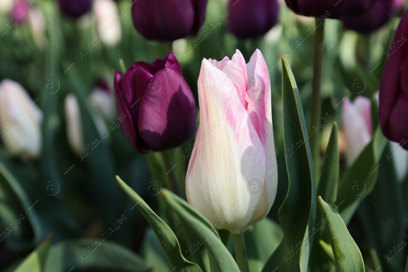 Photo of Beautiful blooming tulips outdoors on sunny day