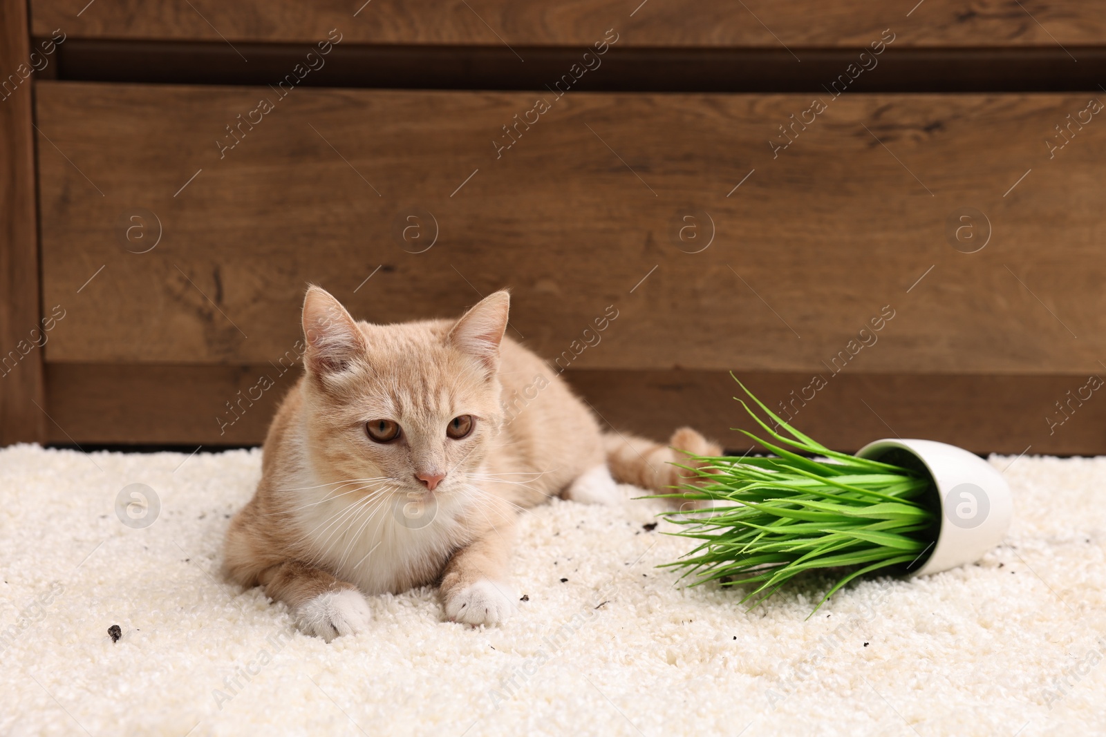 Photo of Cute ginger cat near overturned houseplant on carpet at home