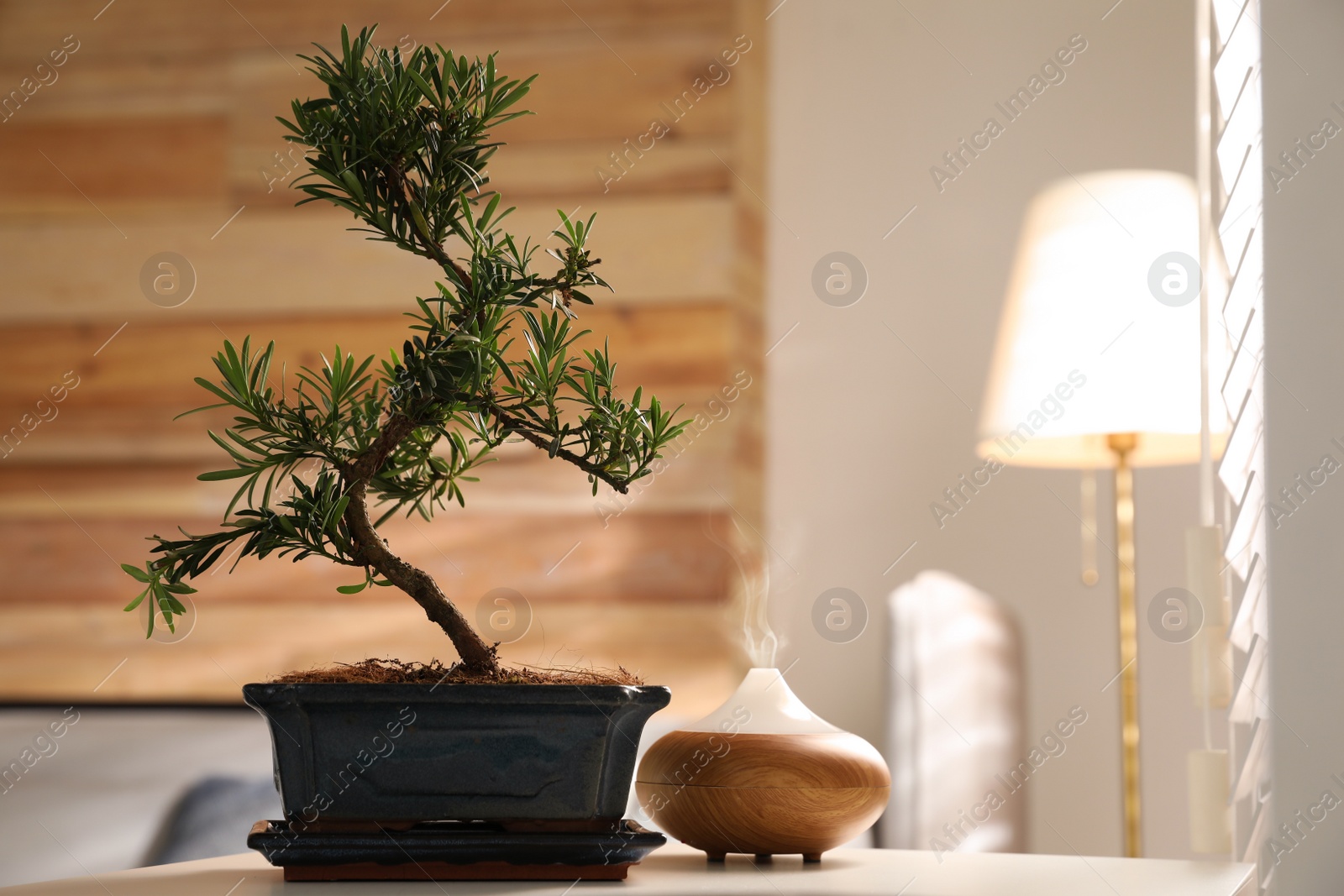 Photo of Japanese bonsai plant and oil diffuser on table in living room, space for text. Creating zen atmosphere at home