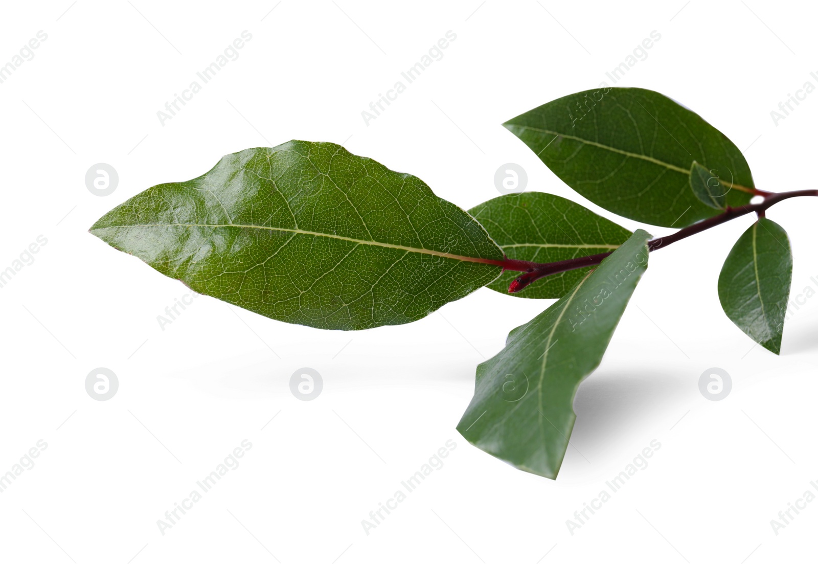 Photo of Branch of fresh bay leaves on white background, closeup