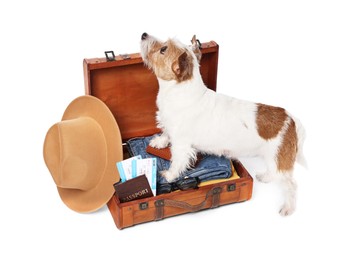 Photo of Travel with pet. Dog, clothes and suitcase on white background