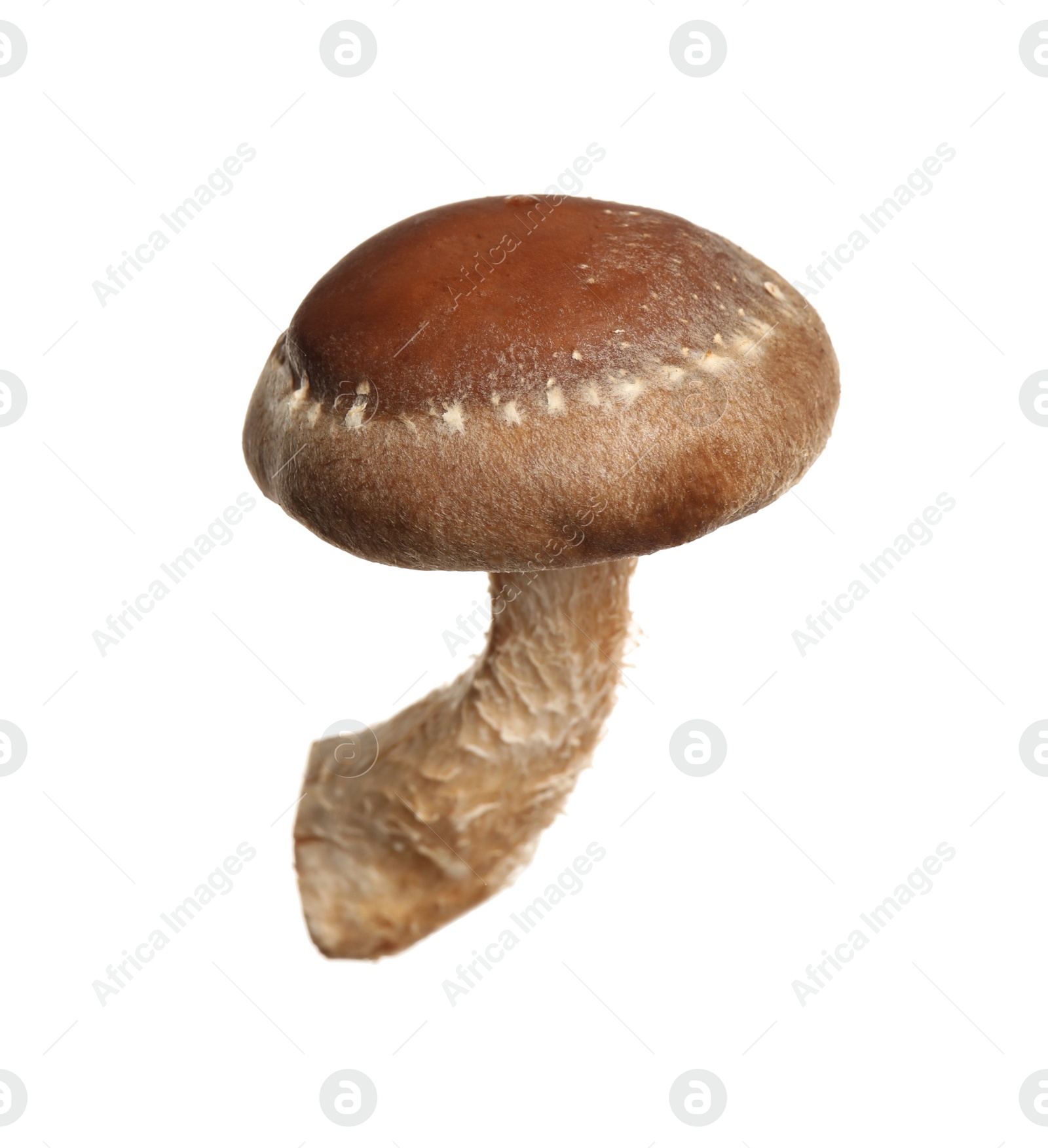 Photo of Fresh wild shiitake mushroom isolated on white