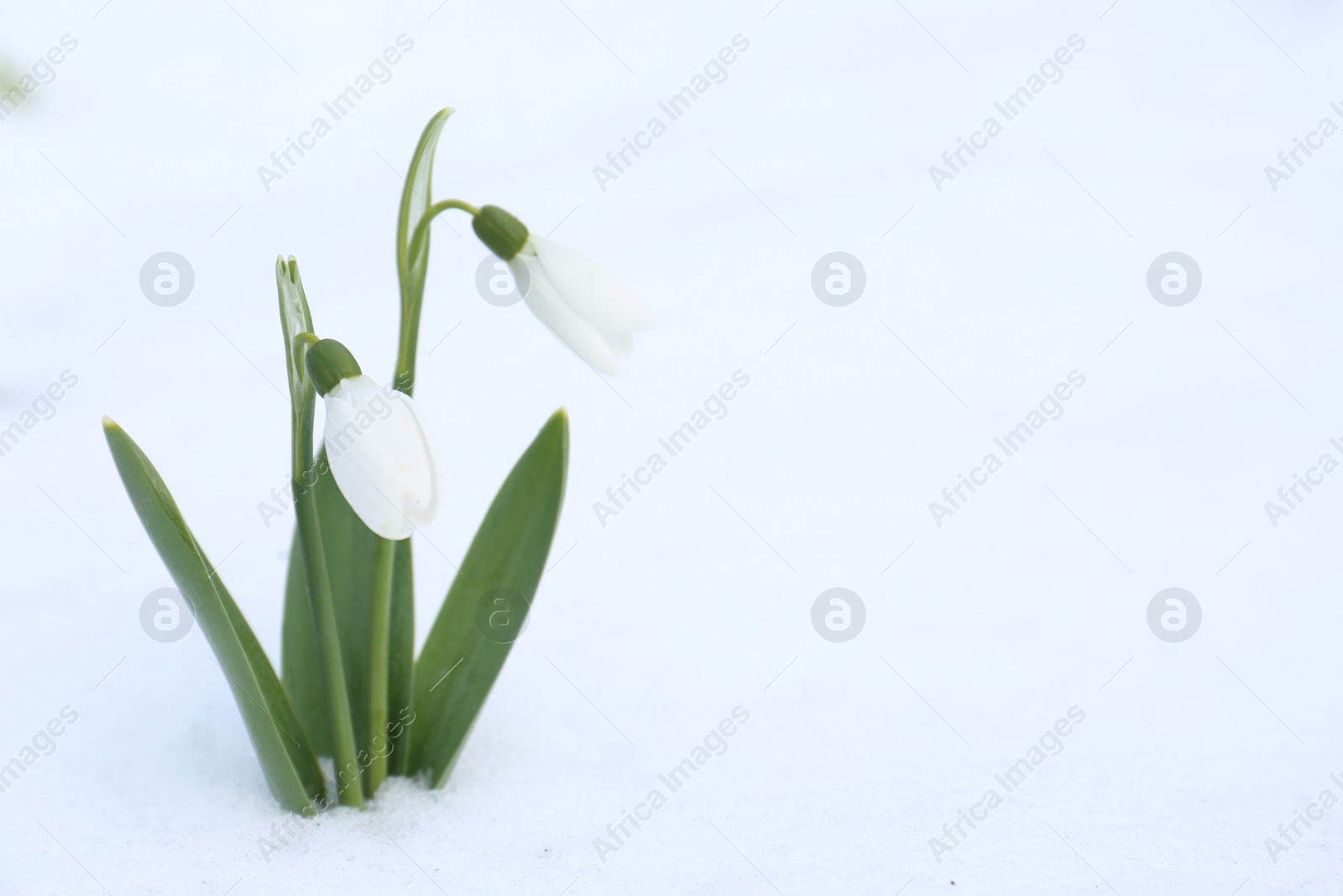 Photo of Beautiful blooming snowdrops growing in snow outdoors, space for text. Spring flowers