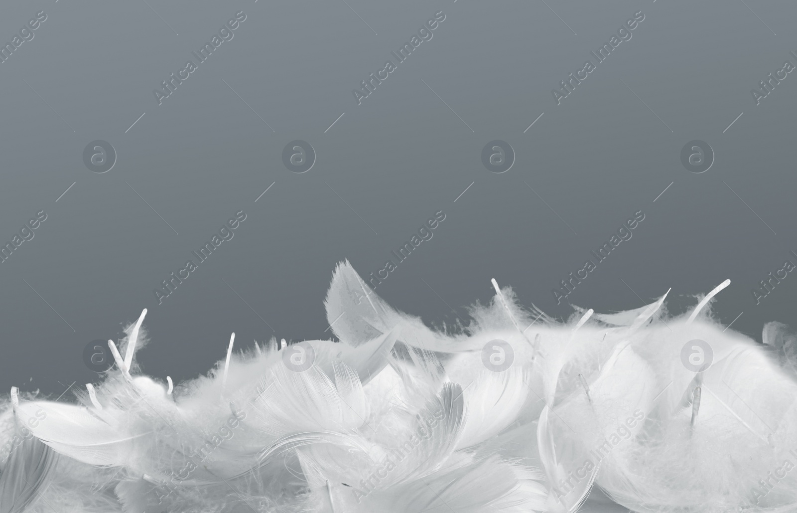 Image of Fluffy bird feathers on grey background, space for text