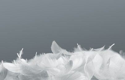 Image of Fluffy bird feathers on grey background, space for text