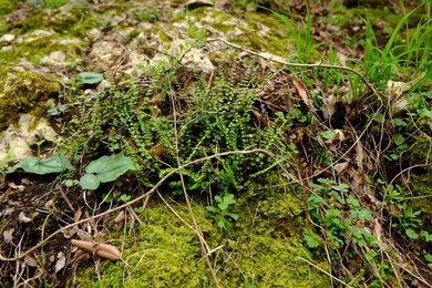 Beautiful green moss and other plants growing outdoors