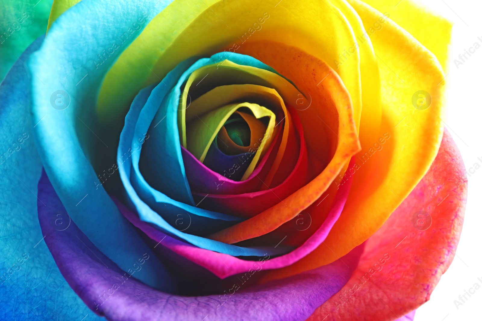 Photo of Amazing rainbow rose flower, closeup