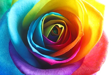 Photo of Amazing rainbow rose flower, closeup