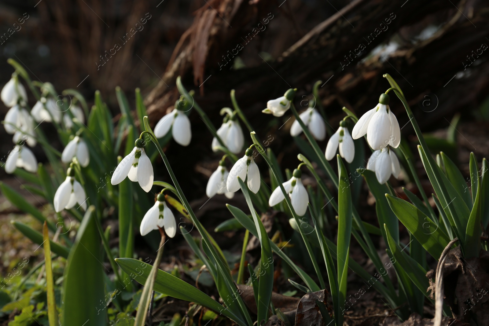 Photo of Beautiful white blooming snowdrops growing outdoors. Spring flowers