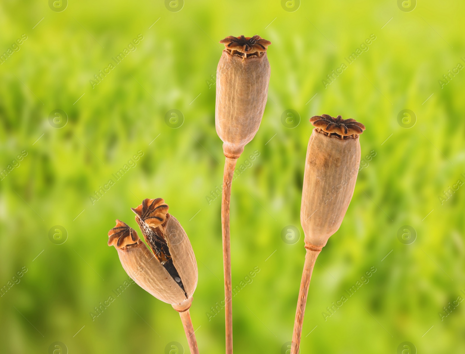 Image of Dry poppy heads with seeds in field, closeup