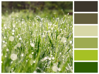 Color palette appropriate to photo of beautiful green grass covered with morning dew, closeup