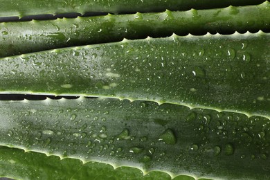 Photo of Fresh aloe vera leaves with water drops as background, top view