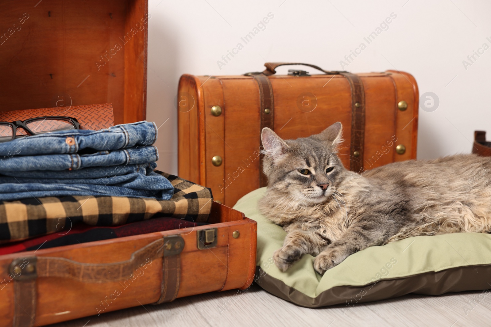 Photo of Travel with pet. Cat, clothes and suitcases indoors