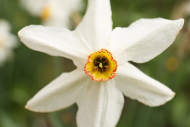 Beautiful blooming daffodil on blurred background, closeup