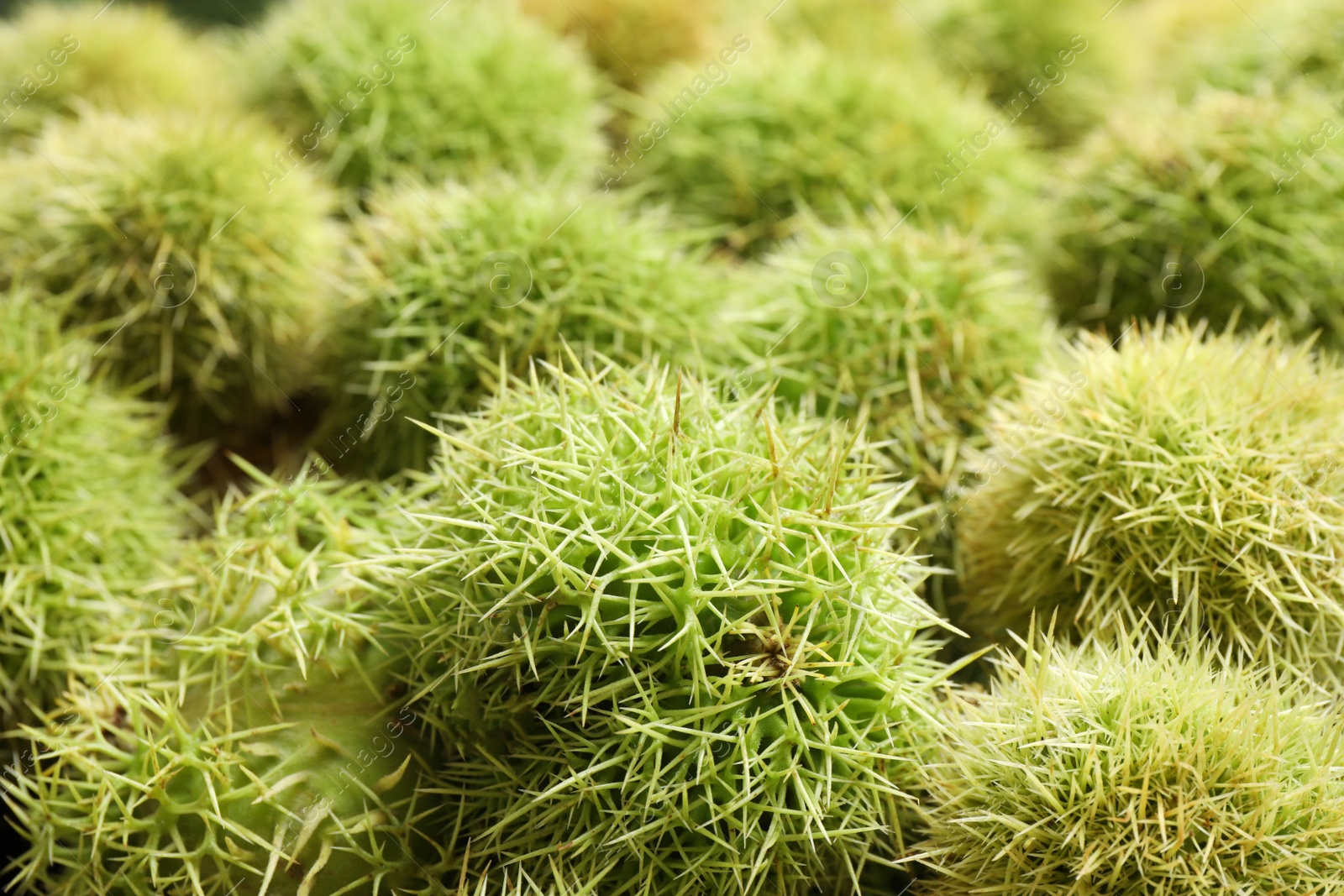 Photo of Many fresh sweet edible chestnuts as background, closeup