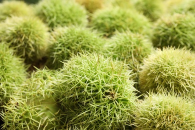 Many fresh sweet edible chestnuts as background, closeup