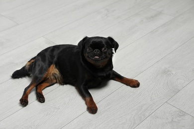 Photo of Adorable black Petit Brabancon dog lying on wooden floor