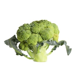 Fresh raw green broccoli isolated on white