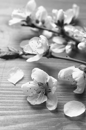 Image of Beautiful sakura tree blossoms on wooden background, closeup. Black and white tone 