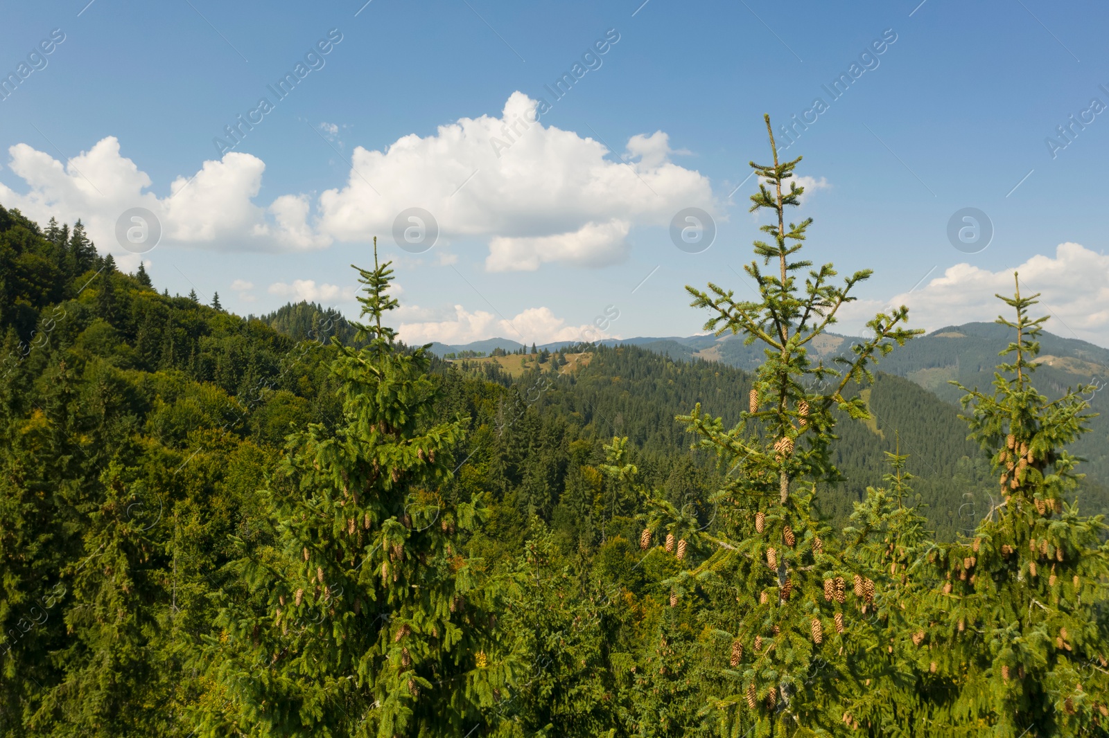 Image of Green conifer trees in mountains on sunny day. Drone photography