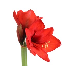 Photo of Beautiful red amaryllis flower isolated on white