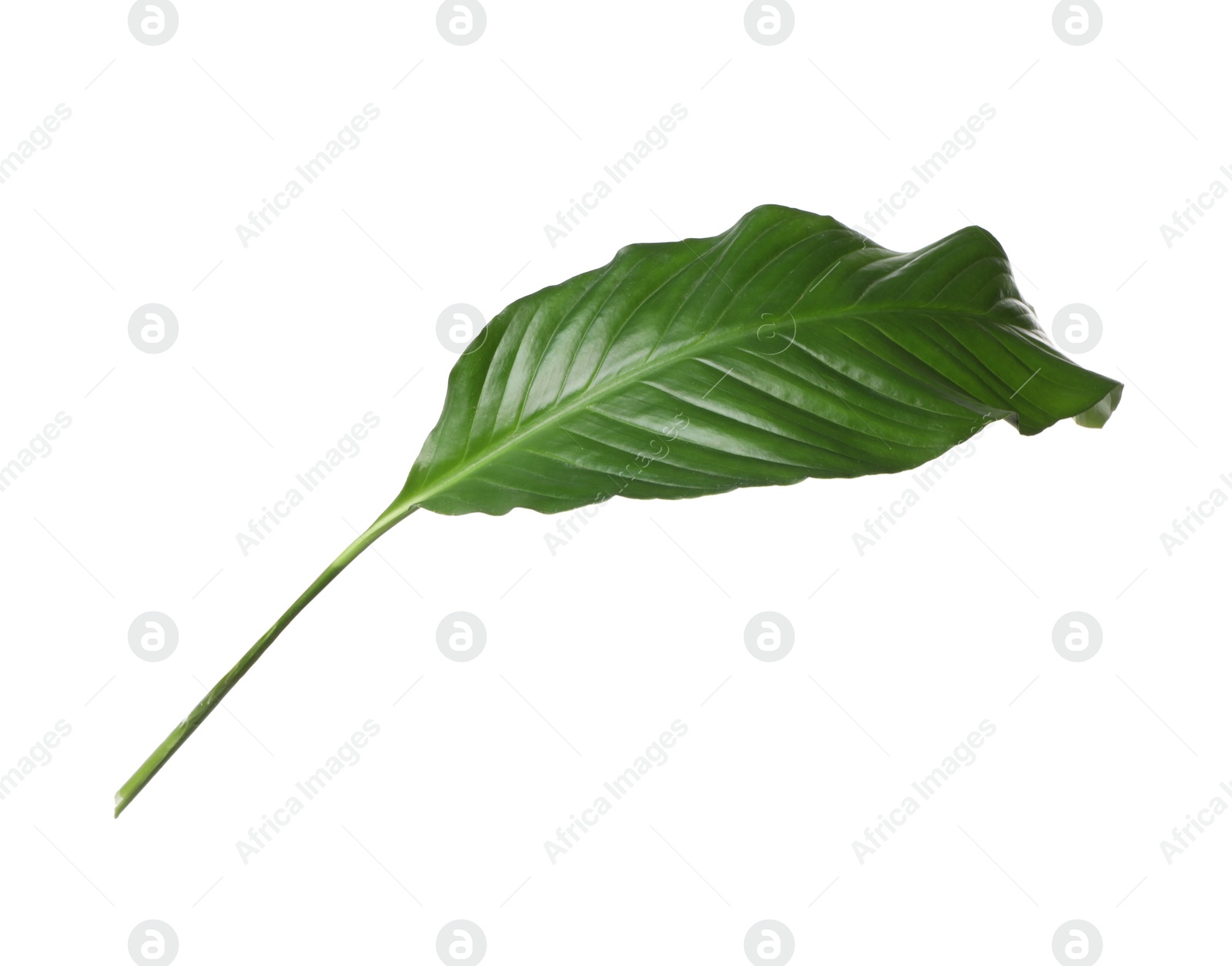 Photo of Leaf of tropical spathiphyllum plant isolated on white