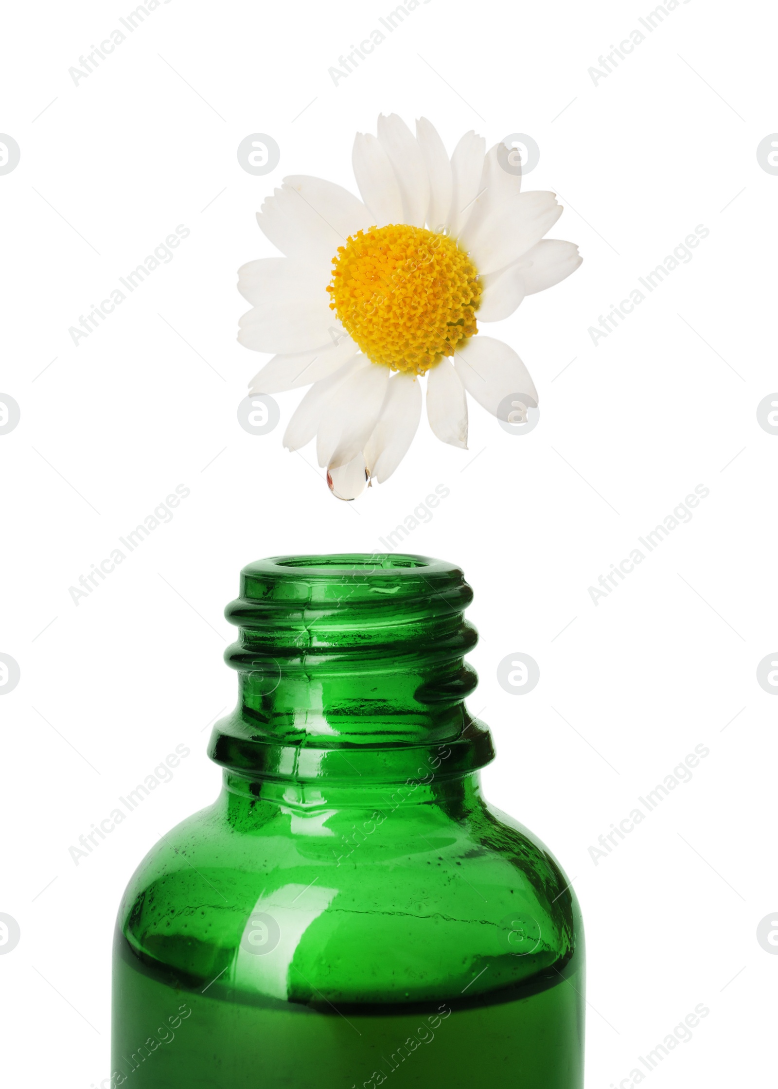 Photo of Essential oil dripping from chamomile petal into glass bottle on white background