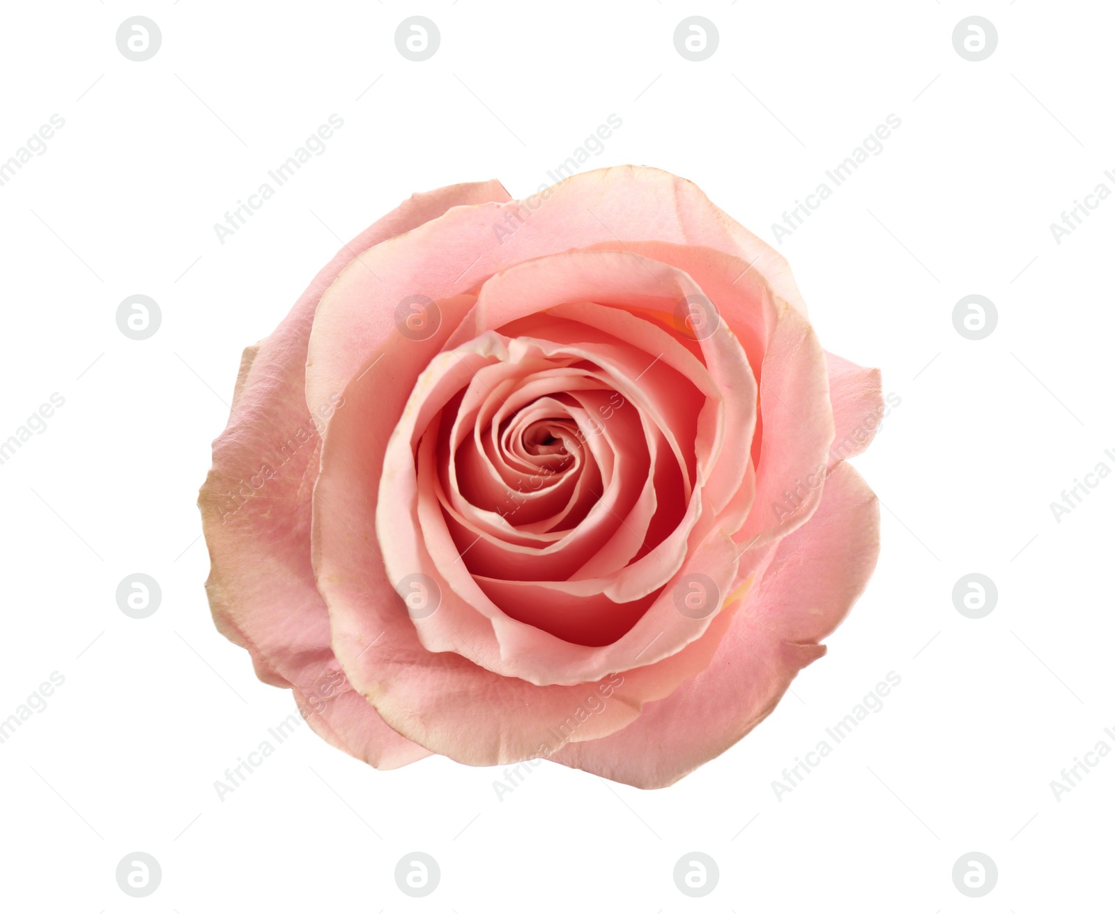 Photo of Beautiful pink rose on white background, top view. Perfect gift