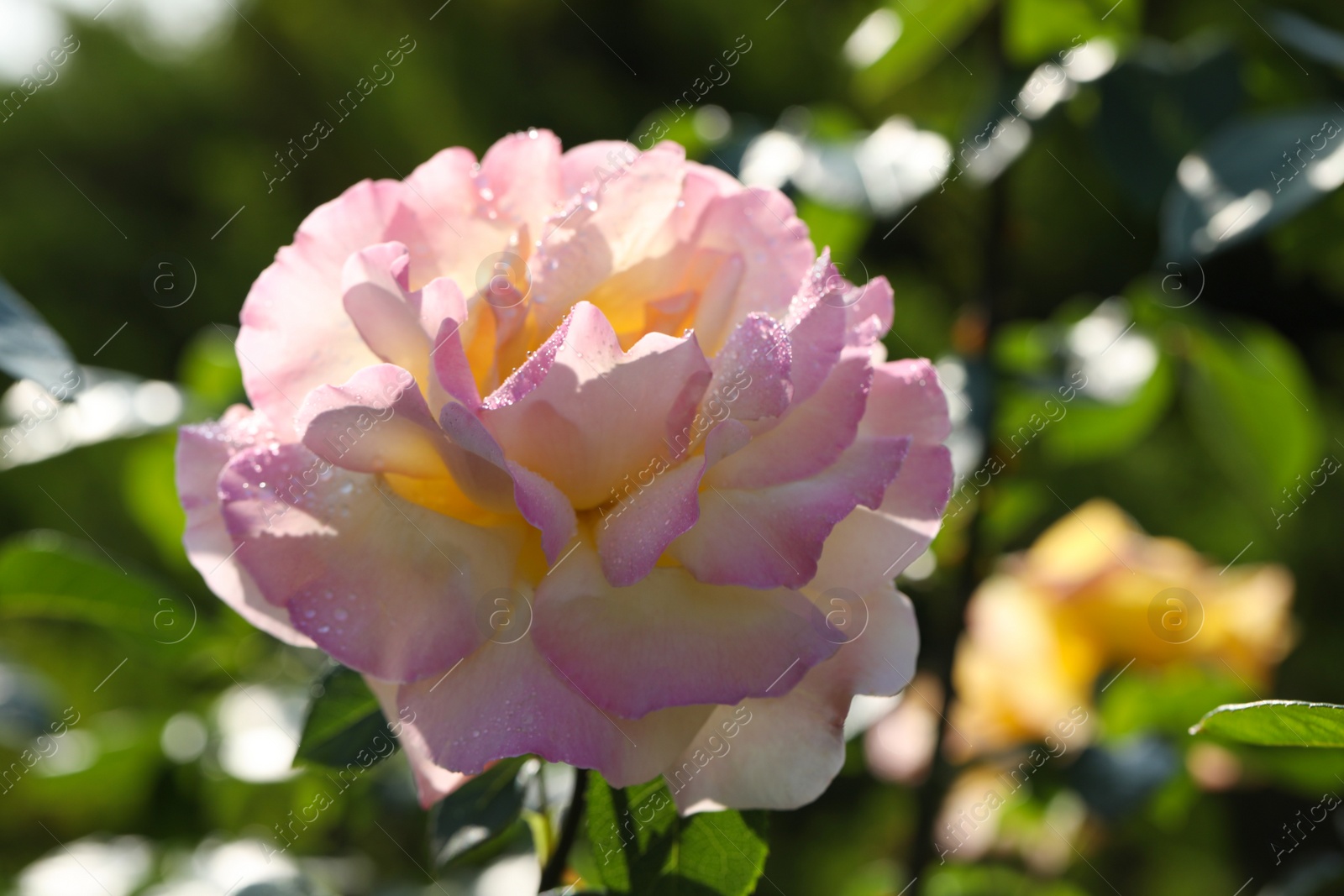 Photo of Beautiful blooming rose in garden on sunny day, closeup view