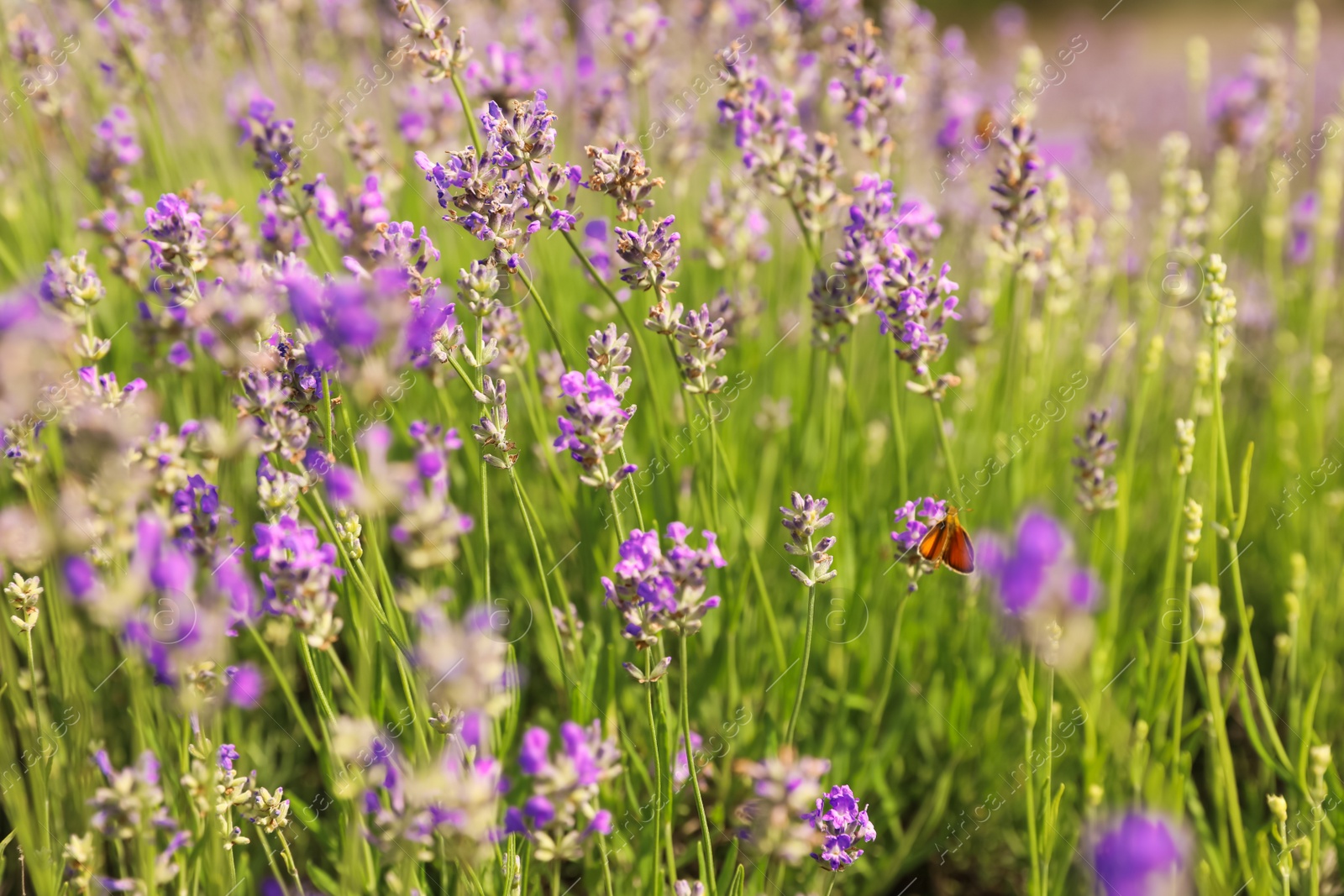 Photo of Beautiful butterfly in blooming lavender field on summer day, closeup