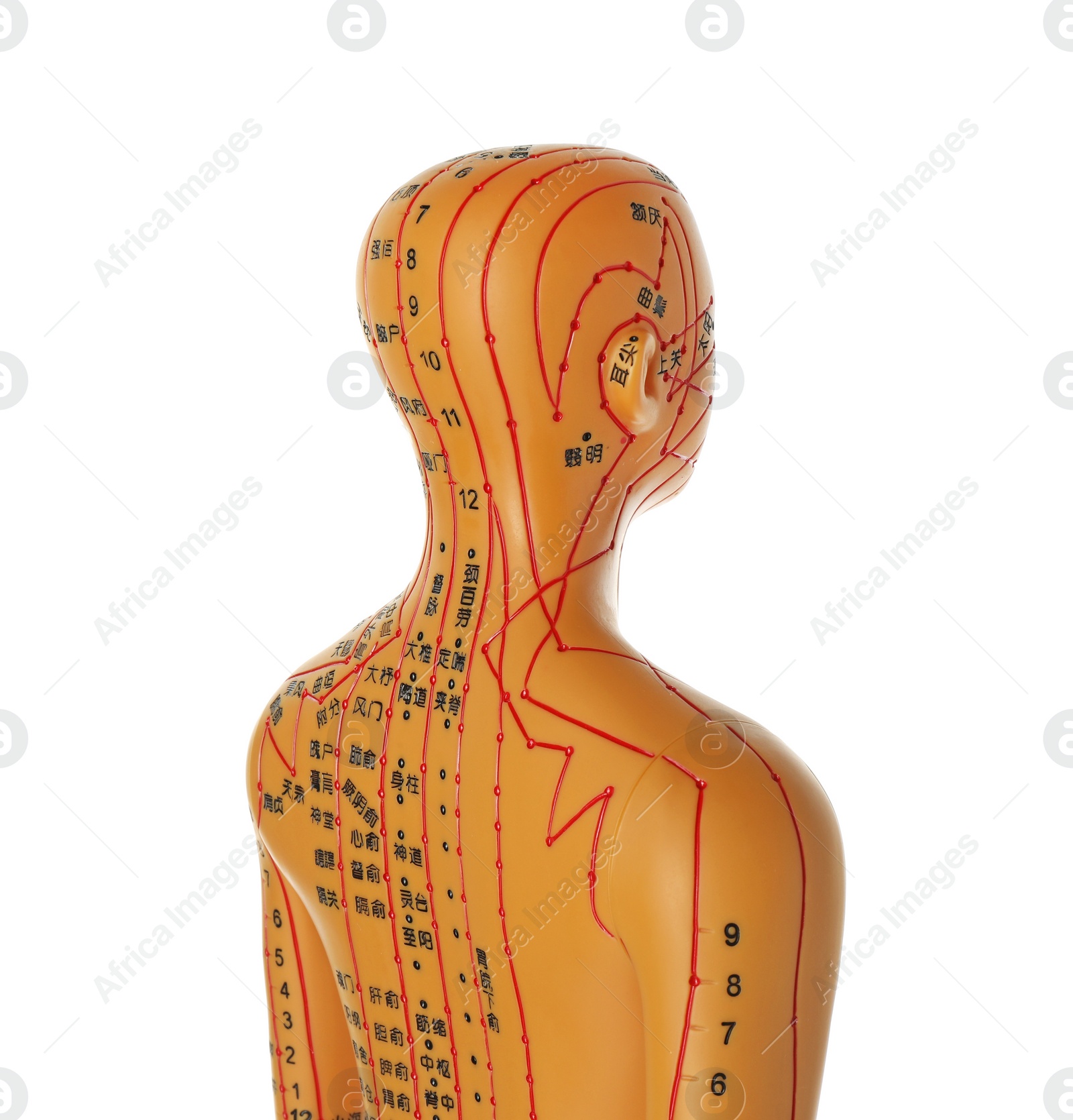 Photo of Acupuncture model. Mannequin with dots and lines isolated on white