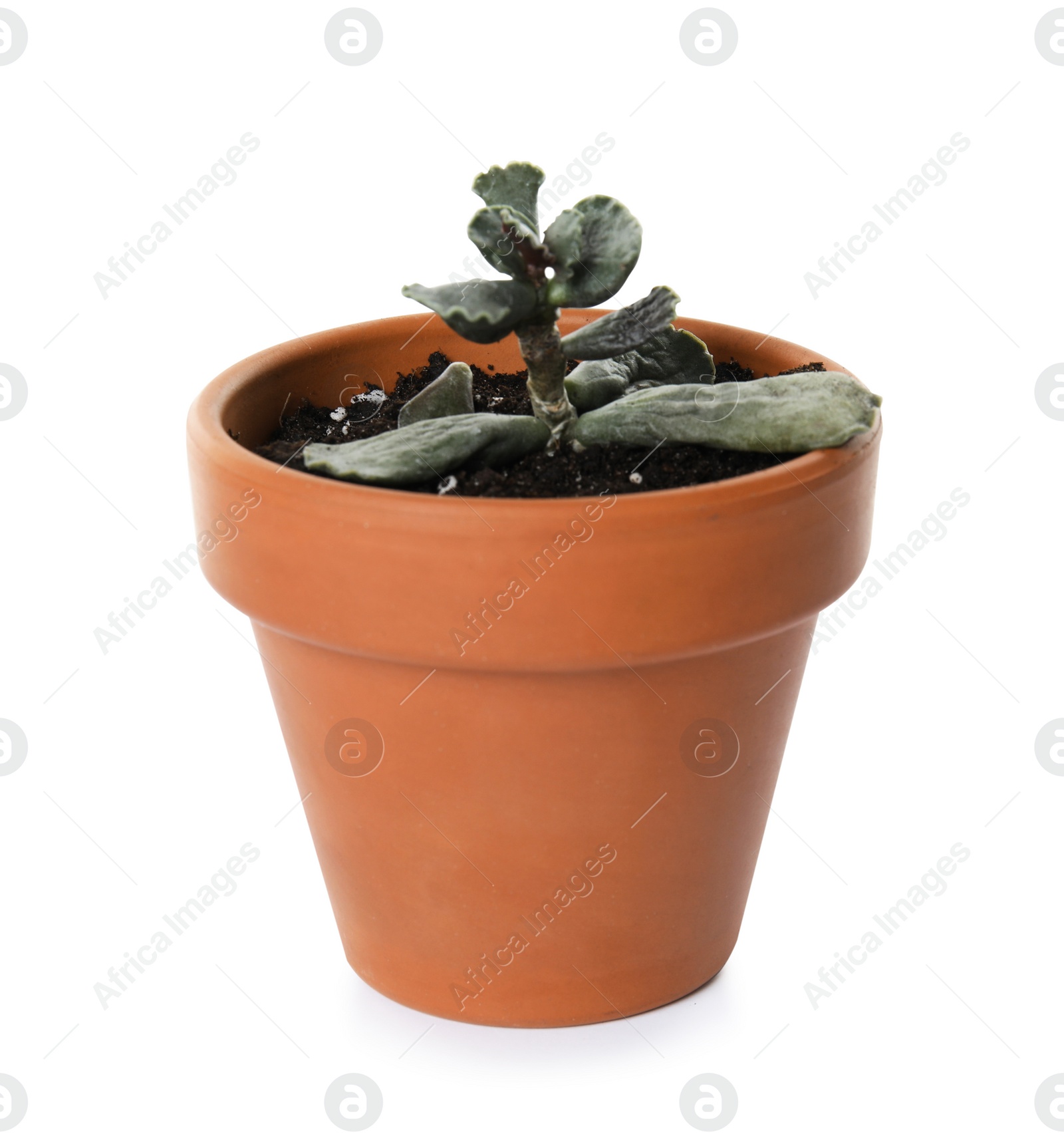 Photo of Potted home plant with leaf disease on white background