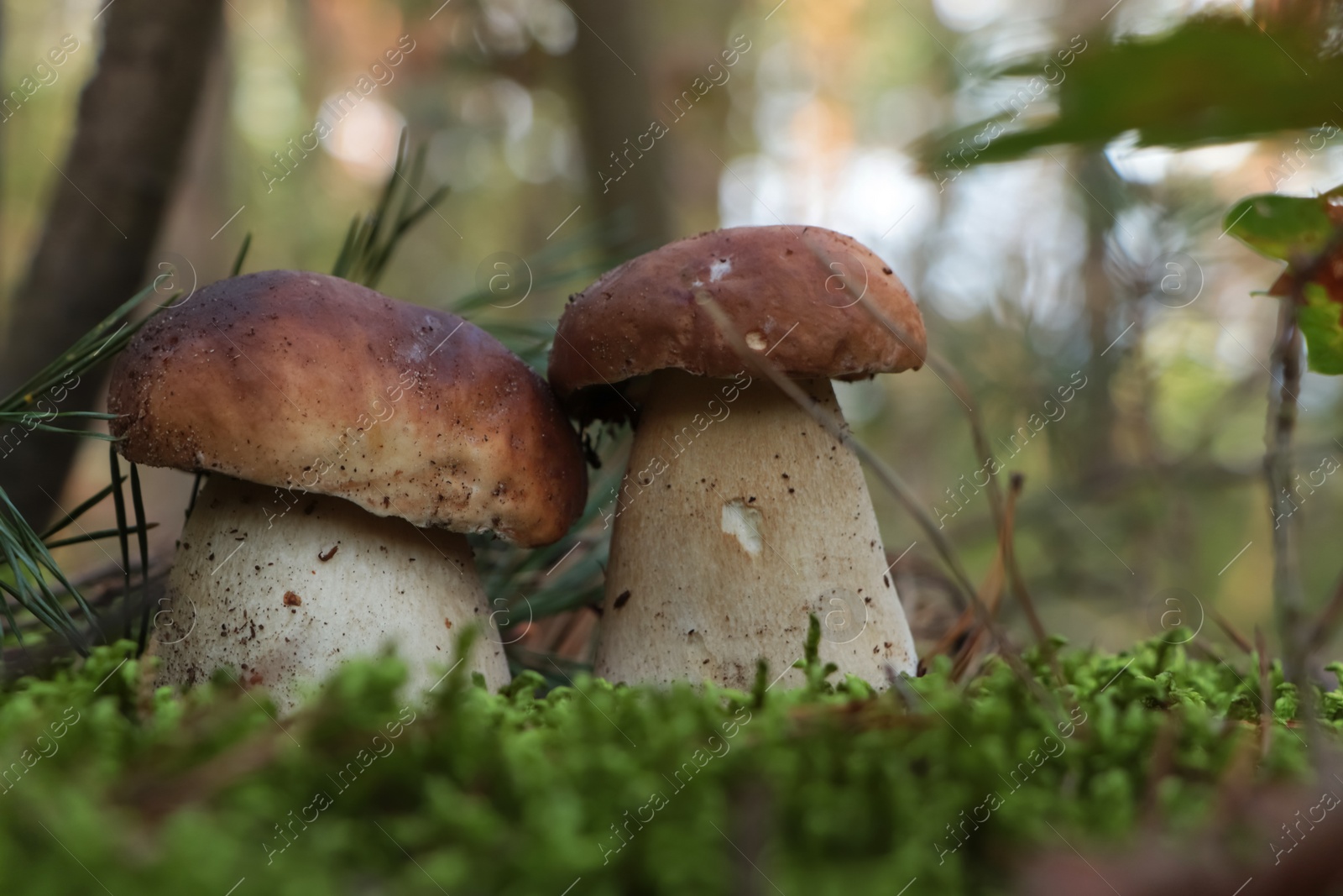 Photo of Beautiful porcini mushrooms growing in forest on autumn day