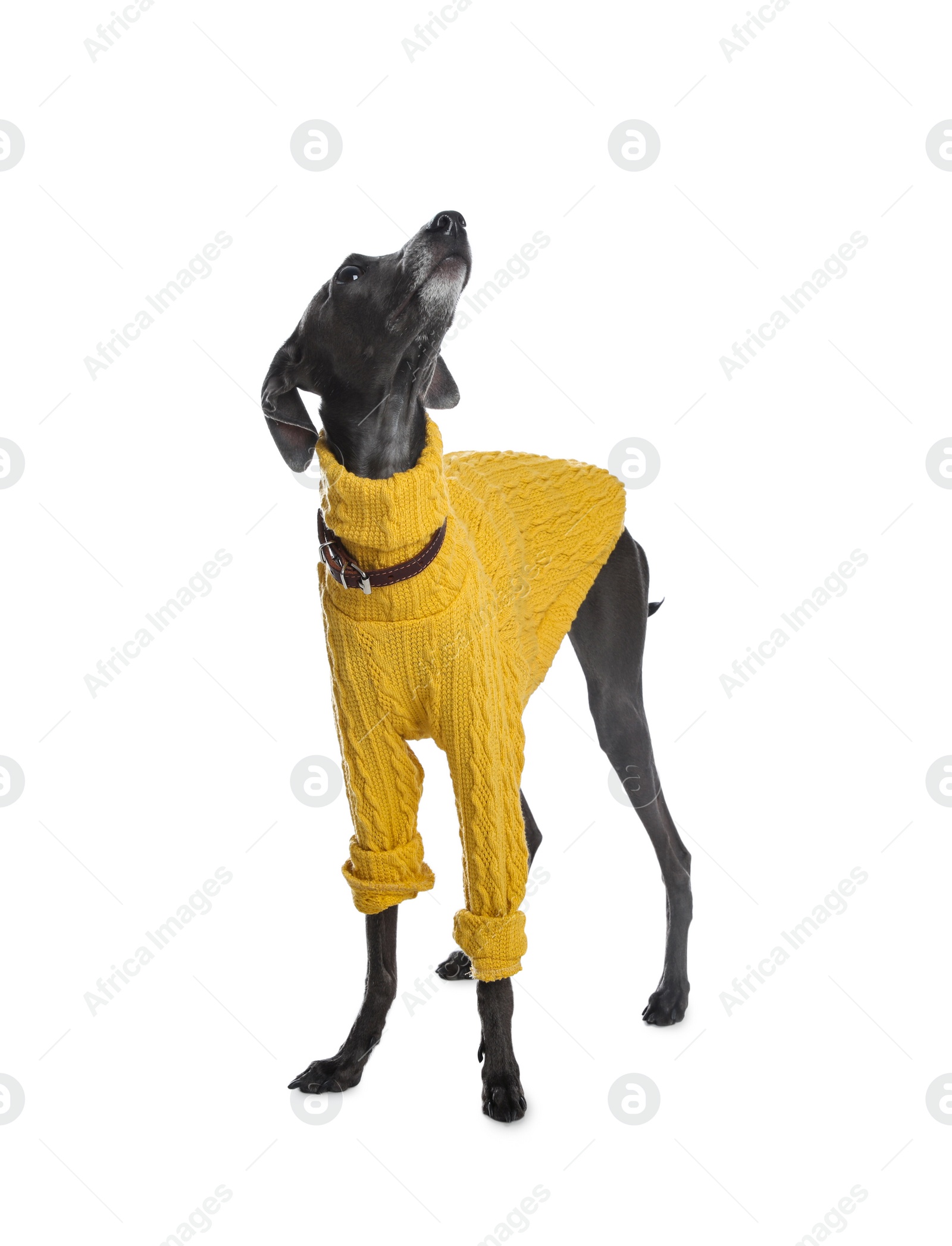 Photo of Italian Greyhound dog wearing sweater on white background