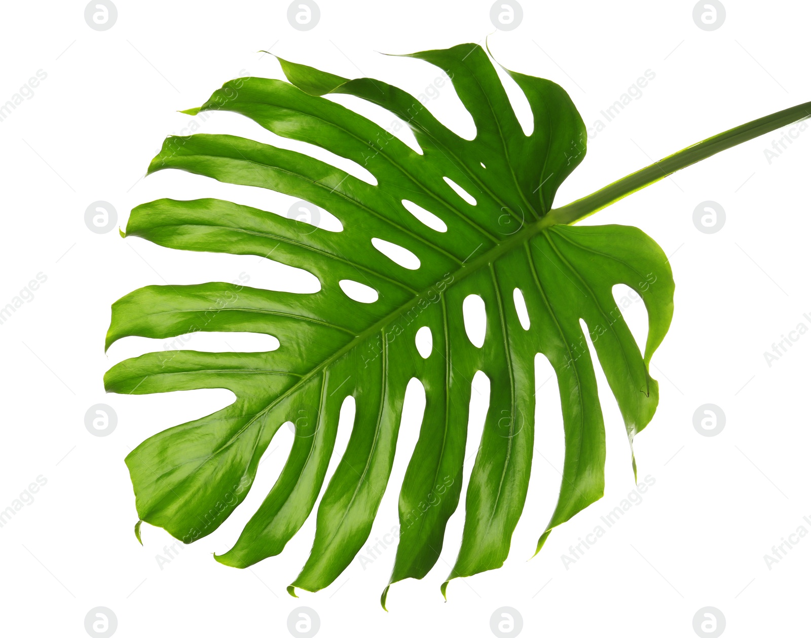 Photo of Fresh tropical monstera leaf on white background