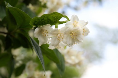 Photo of Beautiful blooming white jasmine shrub outdoors, closeup