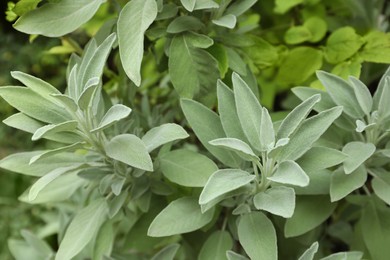 Photo of Beautiful sage with green leaves growing outdoors