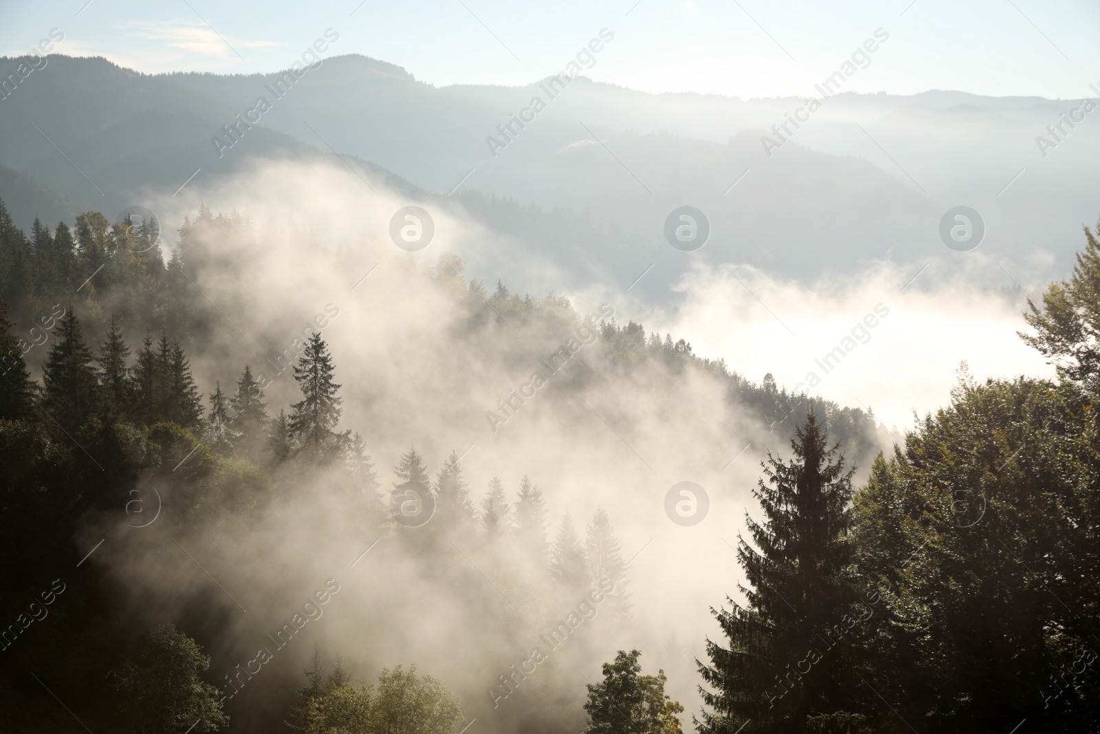 Photo of Picturesque view of foggy forest. Beautiful mountain landscape