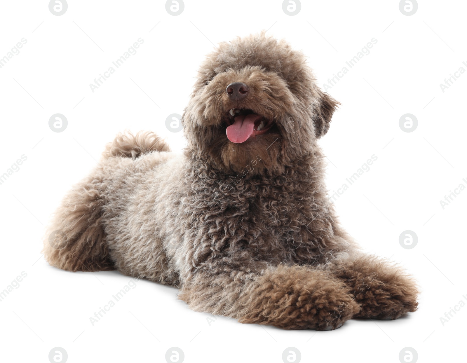 Photo of Cute Toy Poodle dog on white background