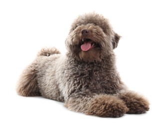 Photo of Cute Toy Poodle dog on white background