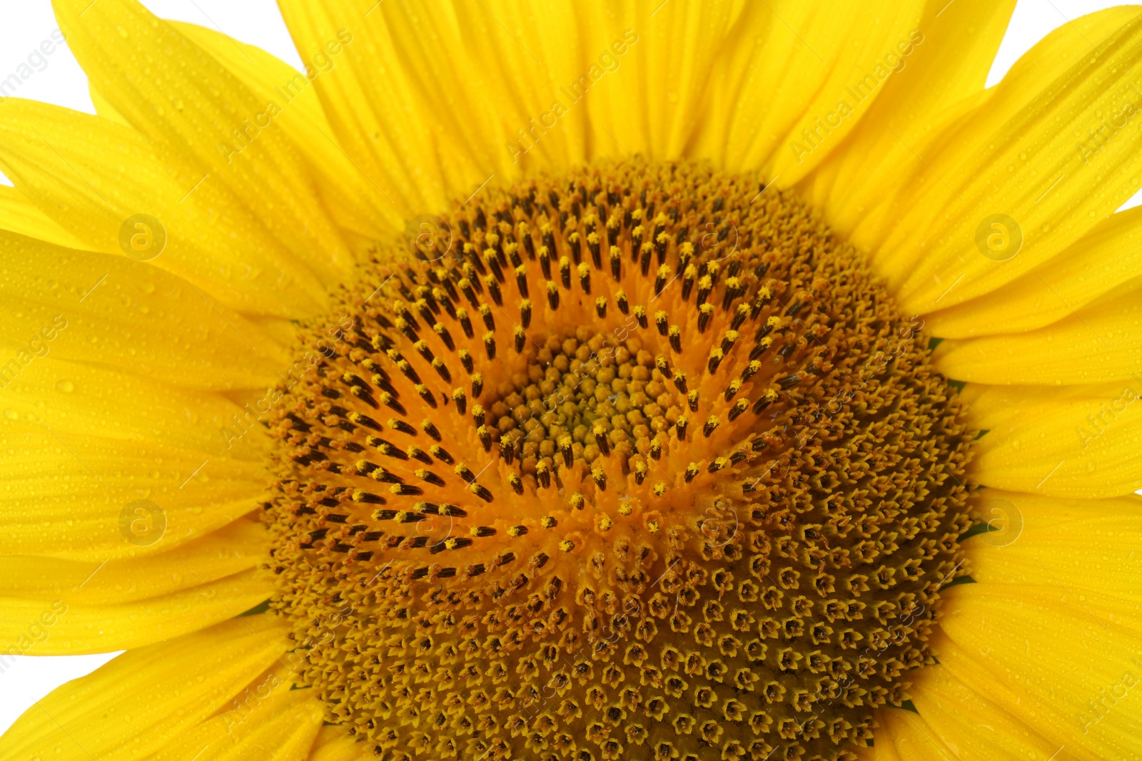 Photo of Beautiful bright yellow sunflower as background, closeup