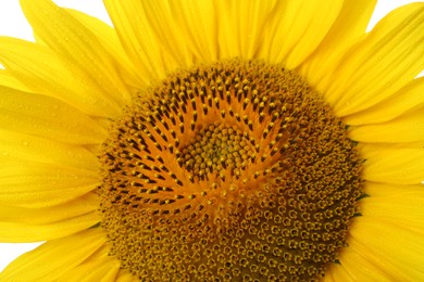 Beautiful bright yellow sunflower as background, closeup