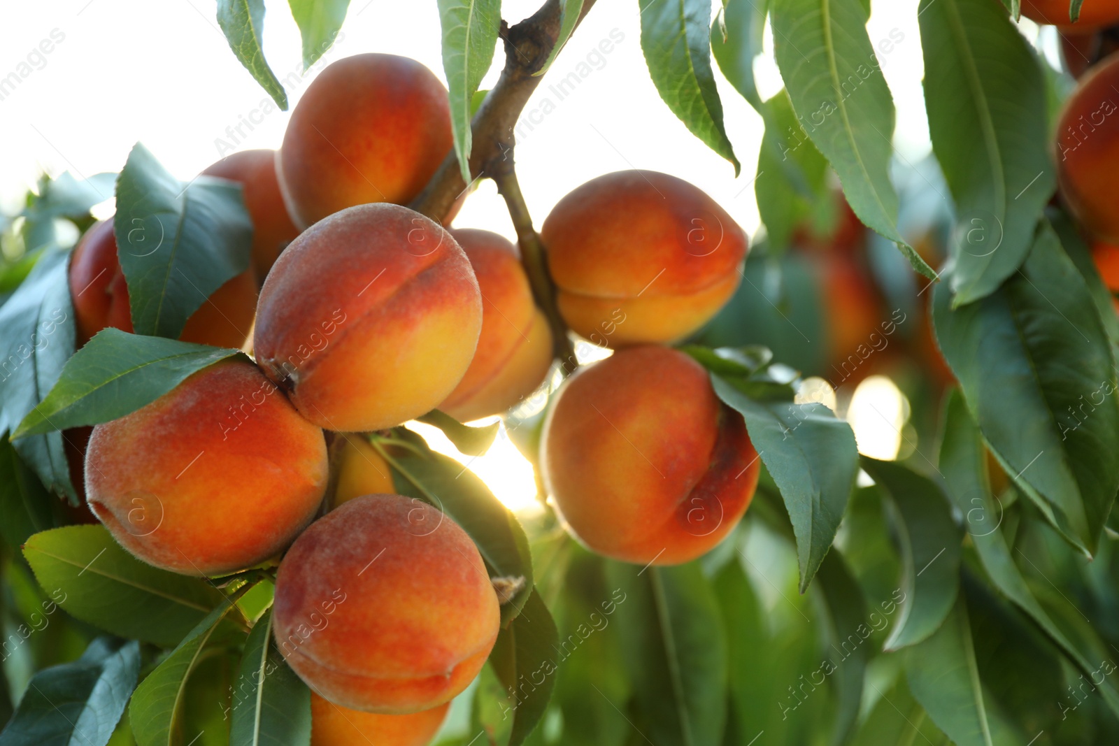 Photo of Fresh ripe peaches on tree in garden