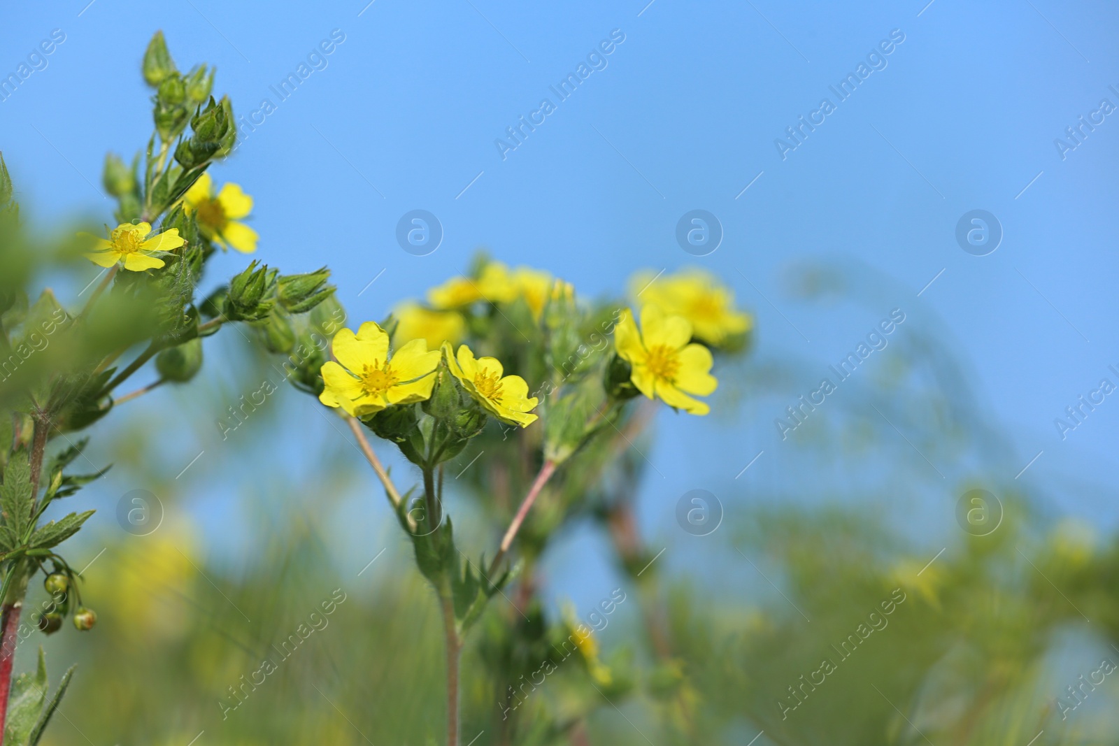 Photo of Beautiful wild flowers outdoors on sunny day. Amazing nature in summer